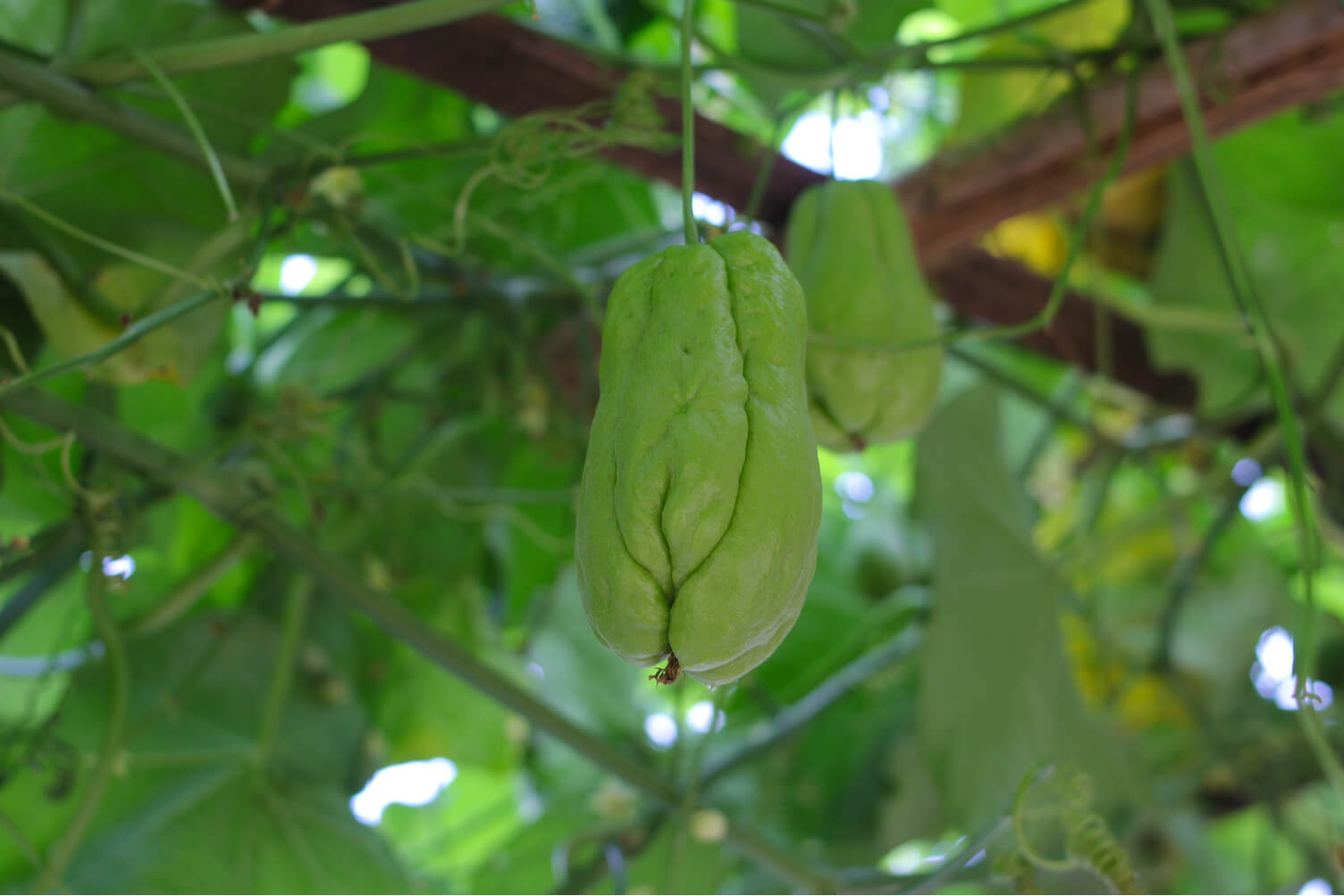 Growing Chokos In Australia Love The Garden